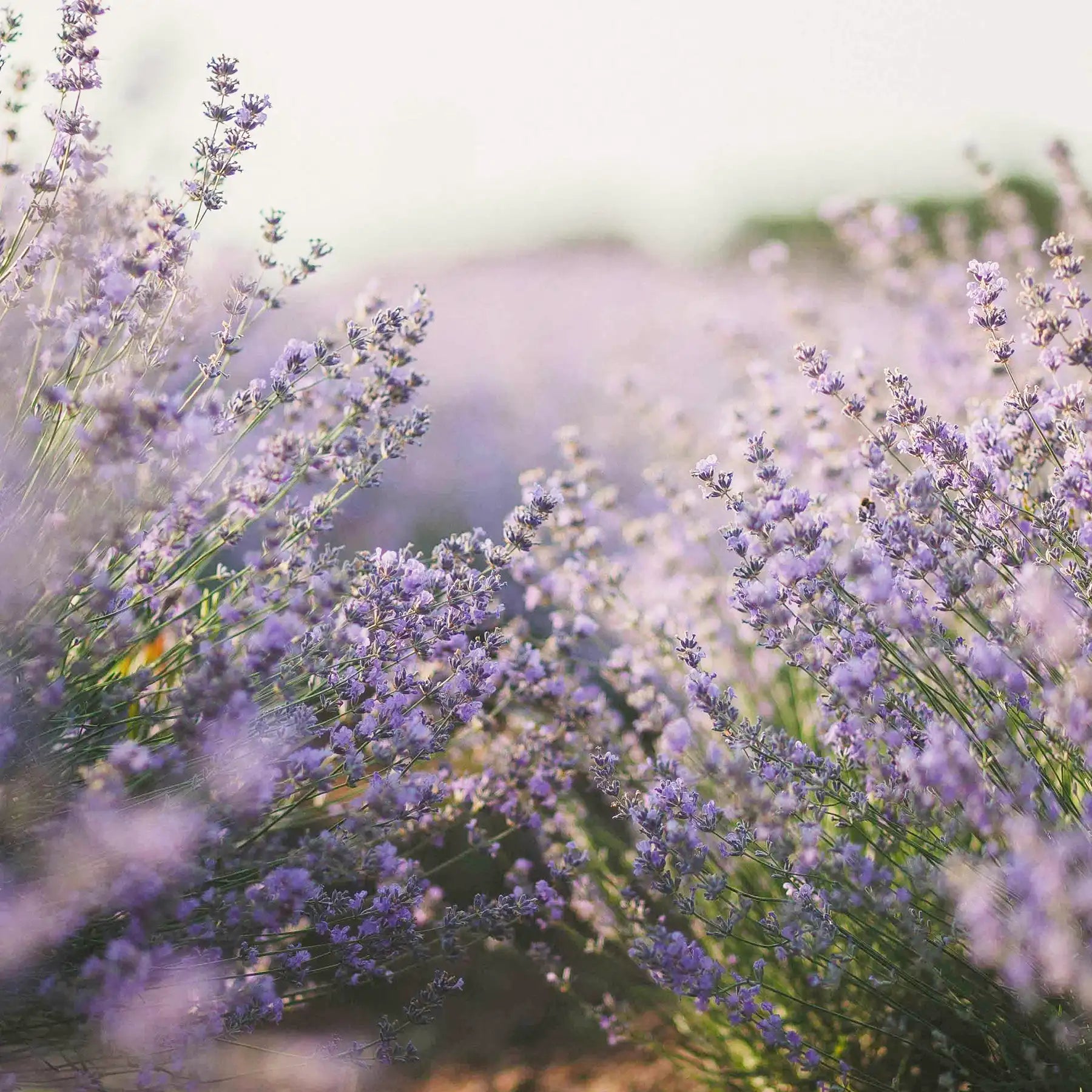Coltivazione di fiori di Lavanda