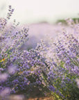 Coltivazione di fiori di Lavanda