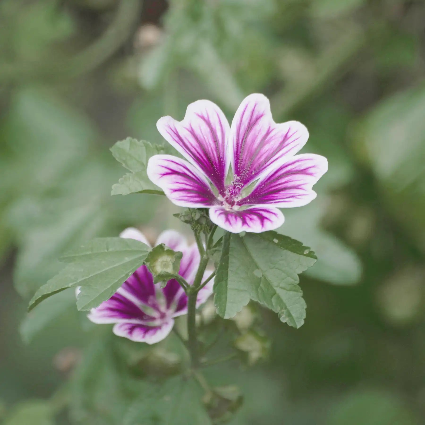 Fiore di Malva