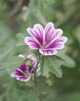 Fiore di Malva
