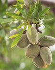 Olio di Mandorle dolci pressato a freddo