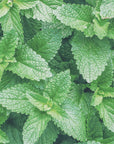 Menta Piperita pianta