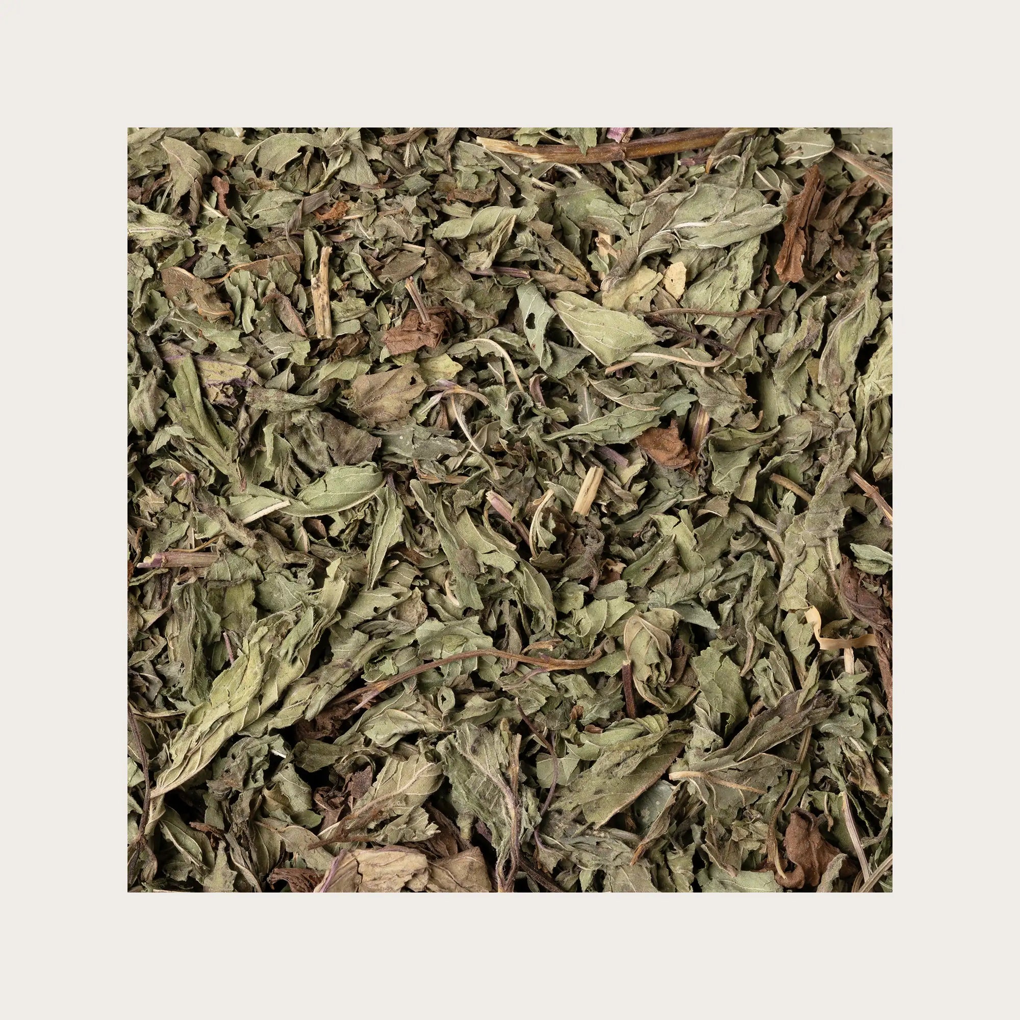 Foglie di Menta piperita per tisana