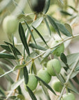 Olivo