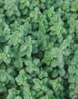 Olio essenziale puro di Origano