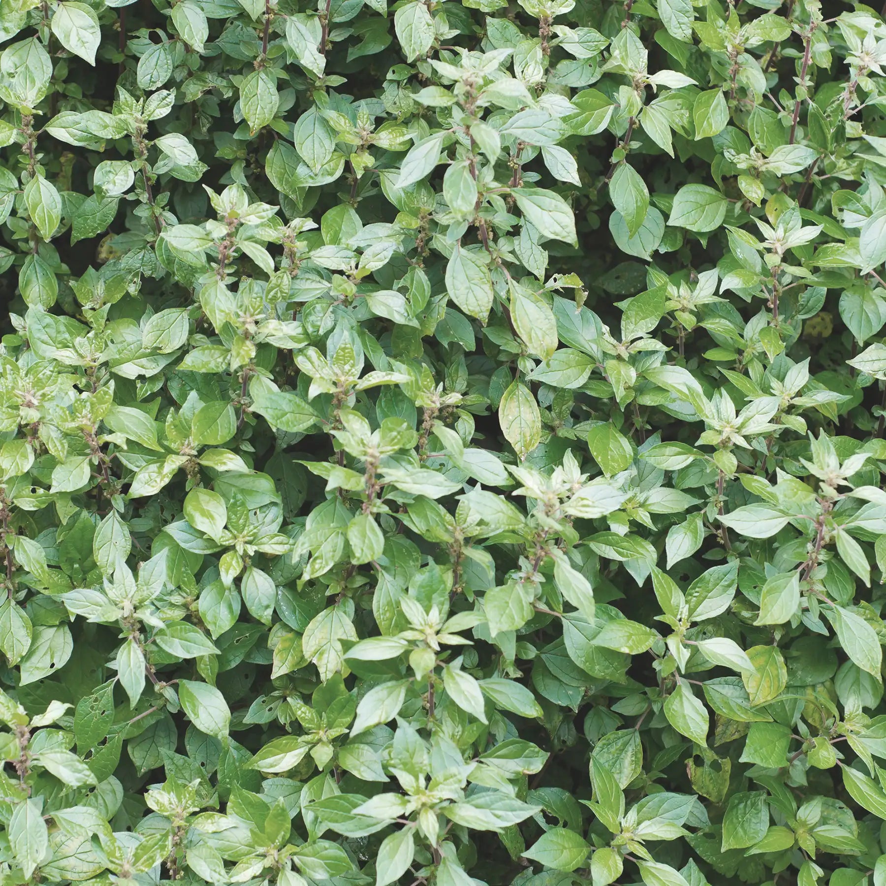 Parietaria