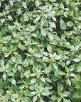 Parietaria