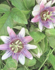 Passiflora