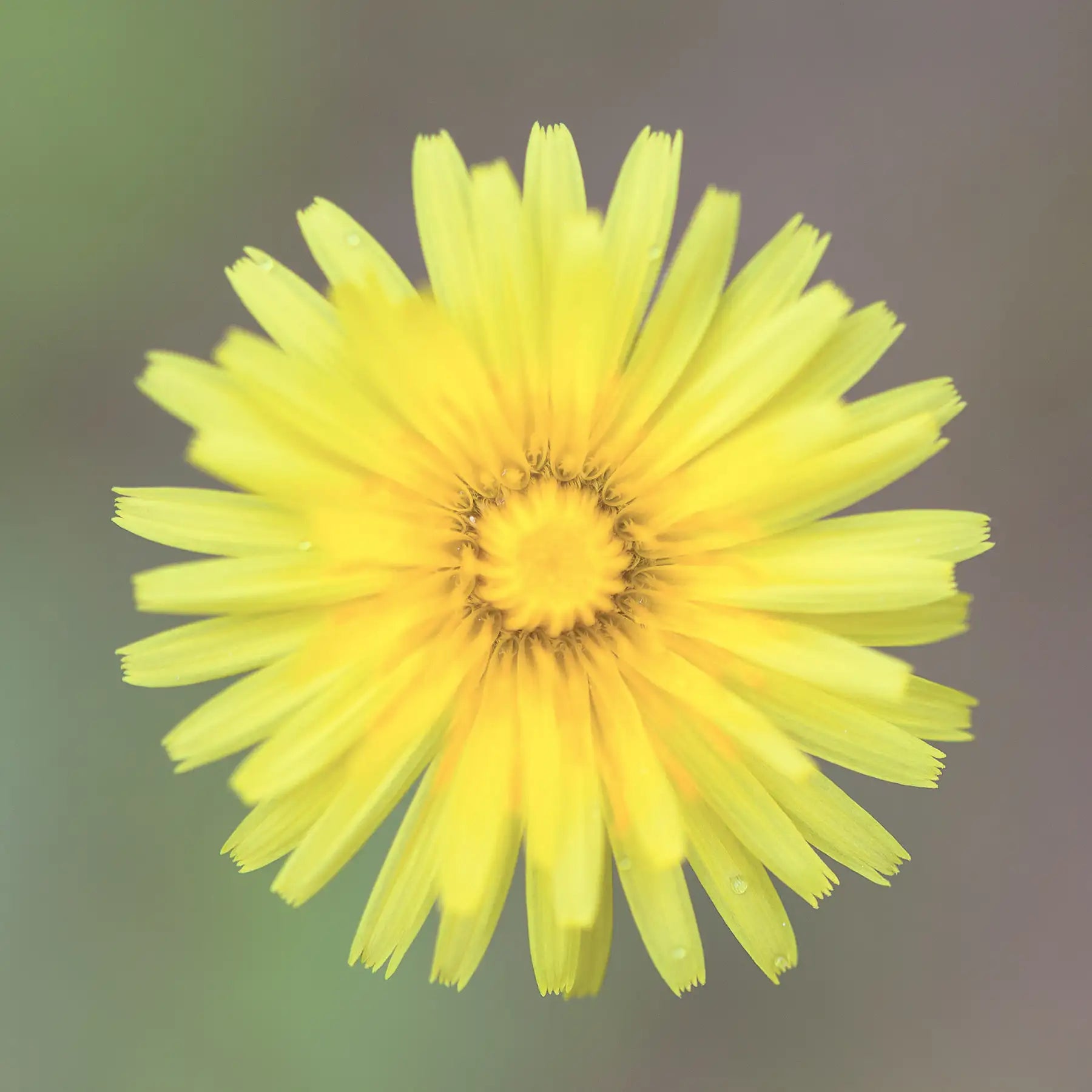 Fiore di Pilosella