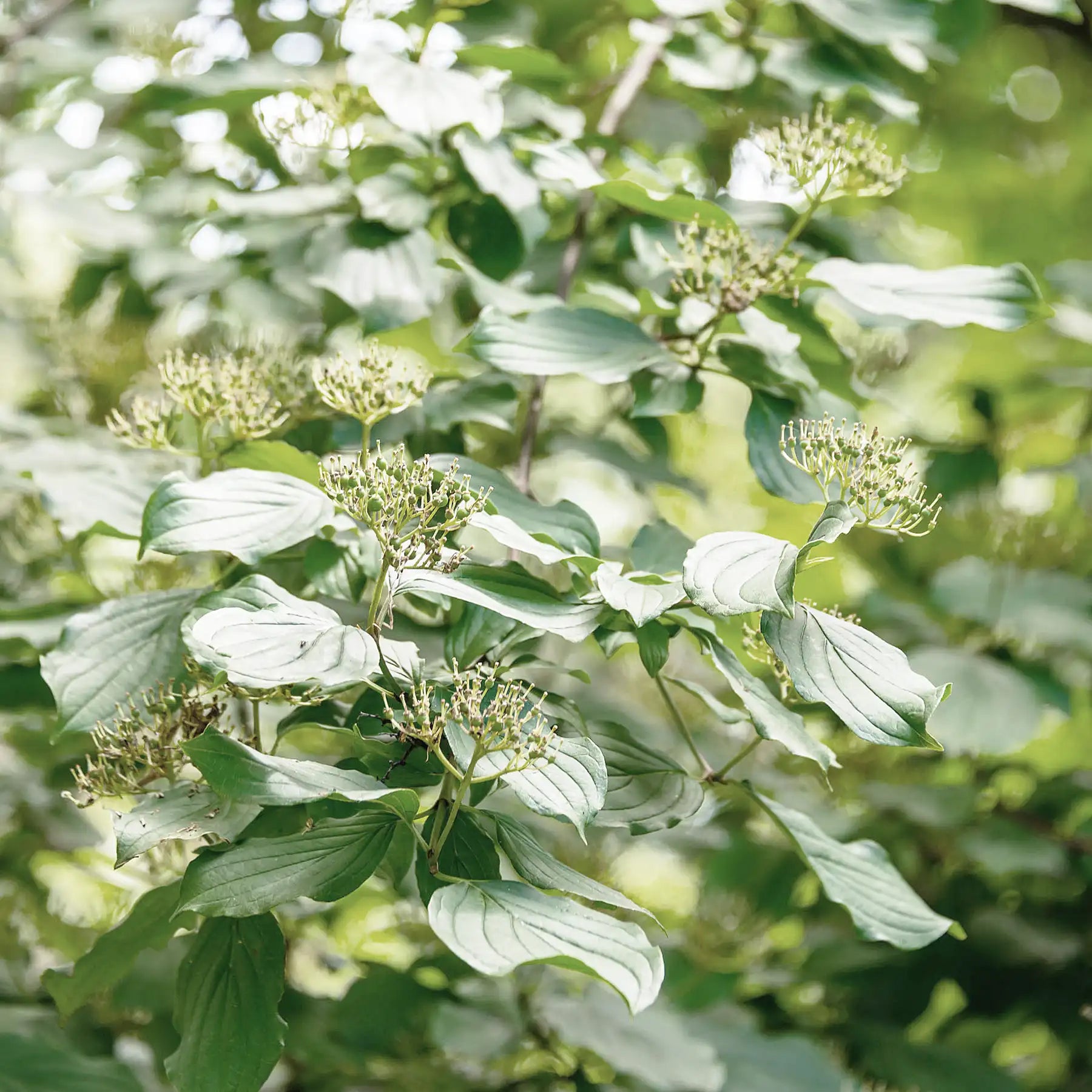 Rhamnus frangula