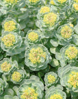Rhodiola pianta