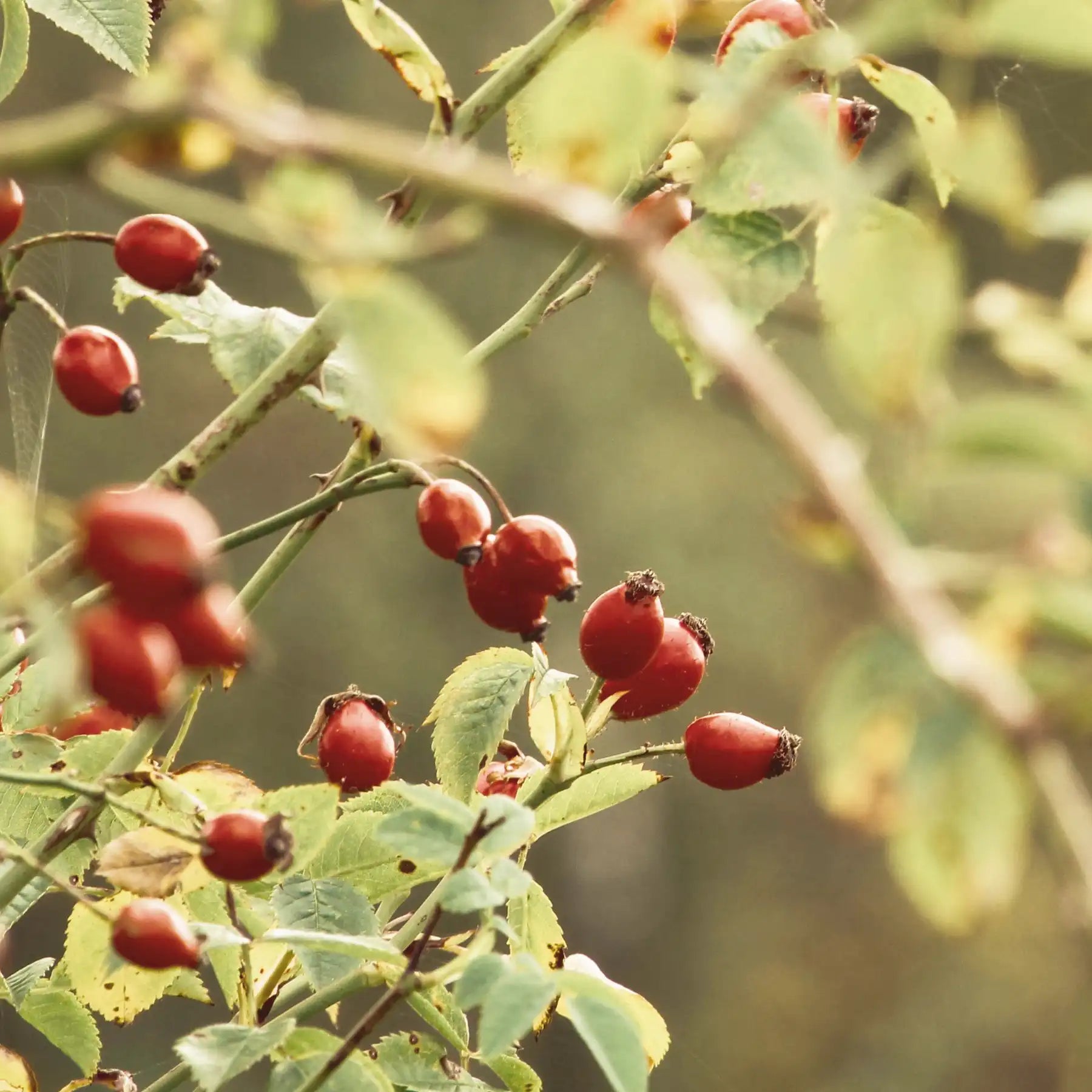Rosa canina
