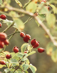 Rosa canina