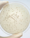Saccharomyces Boulardii