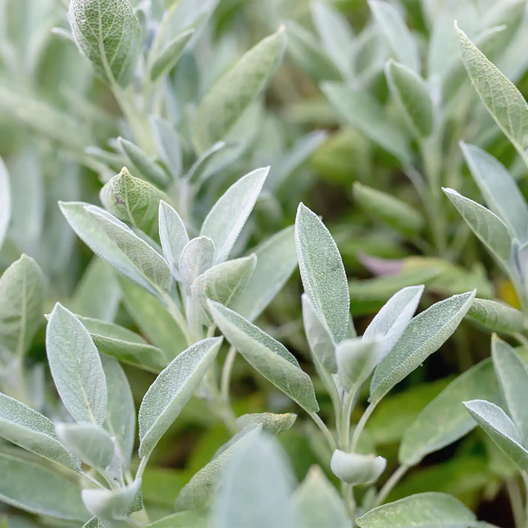 Salvia