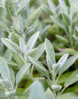 Salvia
