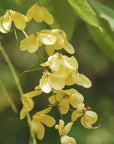 Senna