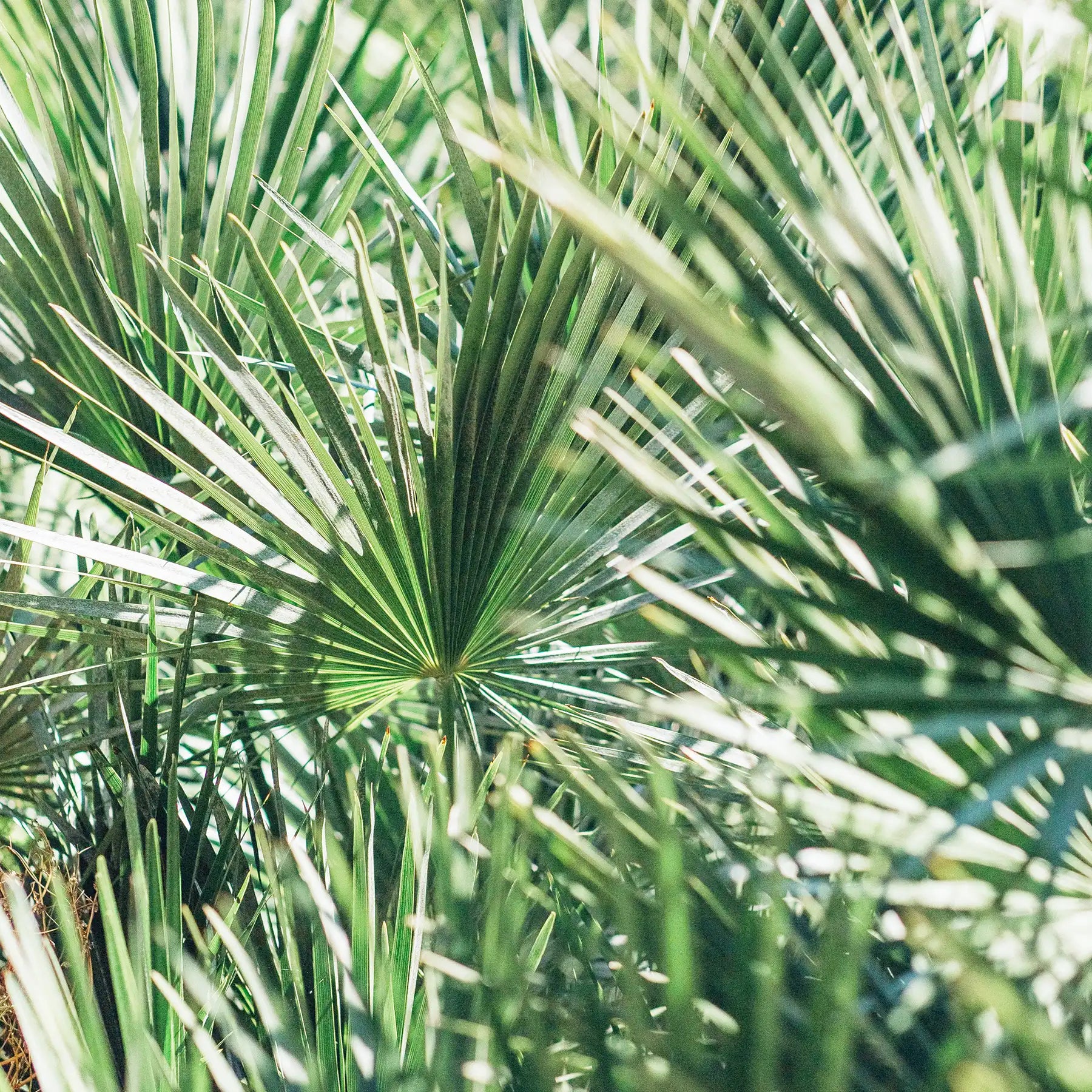 Serenoa