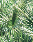Serenoa