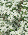 Spirea