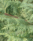 Thuya pianta