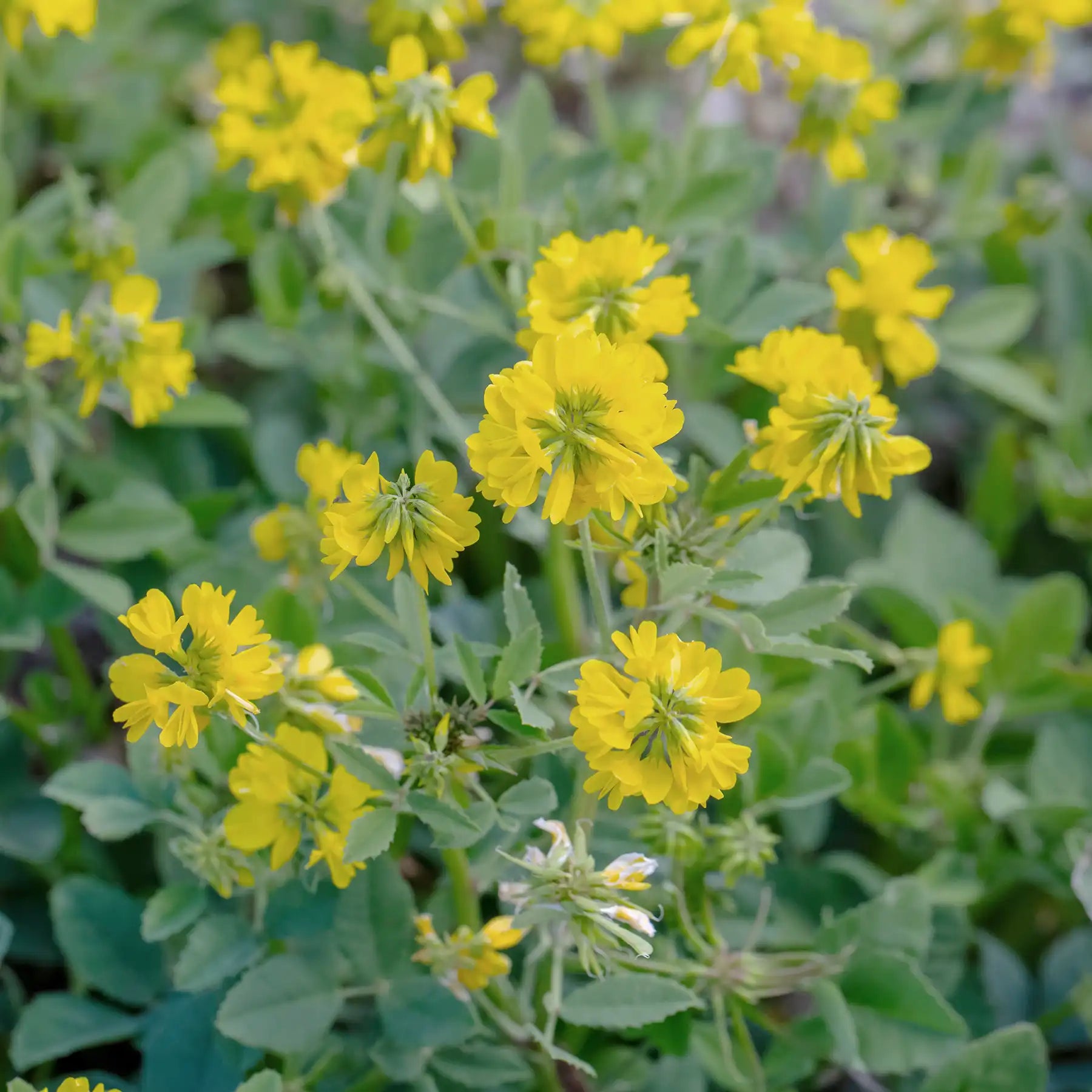 Fieno greco - Trigonella