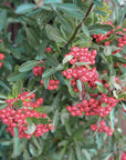 Uva ursina