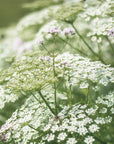Valeriana