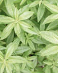 Verbena