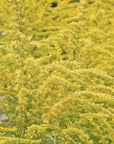 Verga d'oro