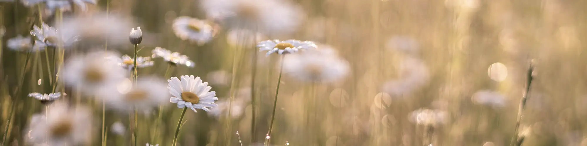 Allergia primaverile: 5 rimedi naturali per stare meglio