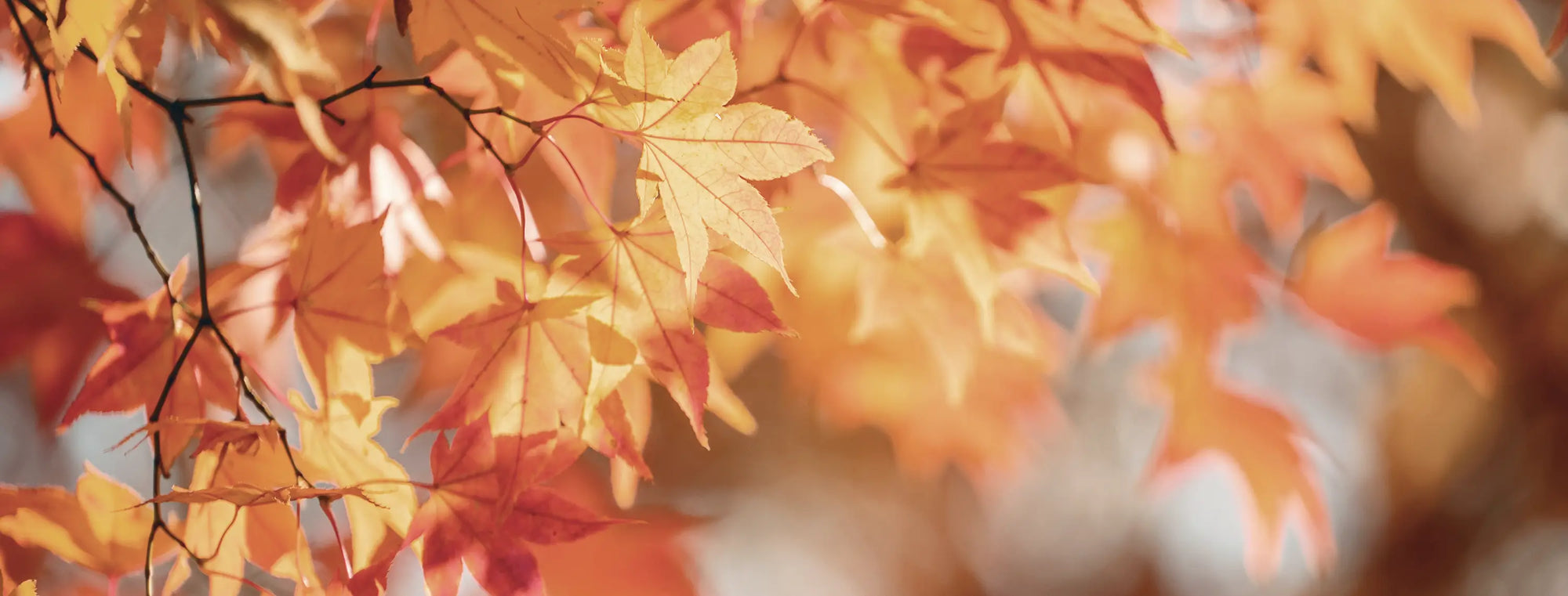 Aiuti naturali per le difese immunitarie