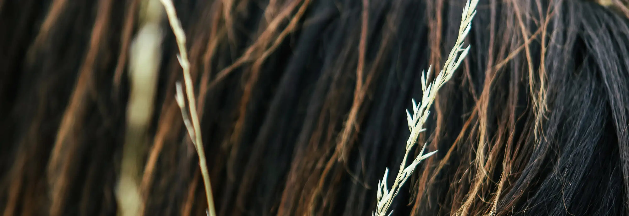 Capelli grassi, secchi o ricci: quale shampoo naturale scegliere?