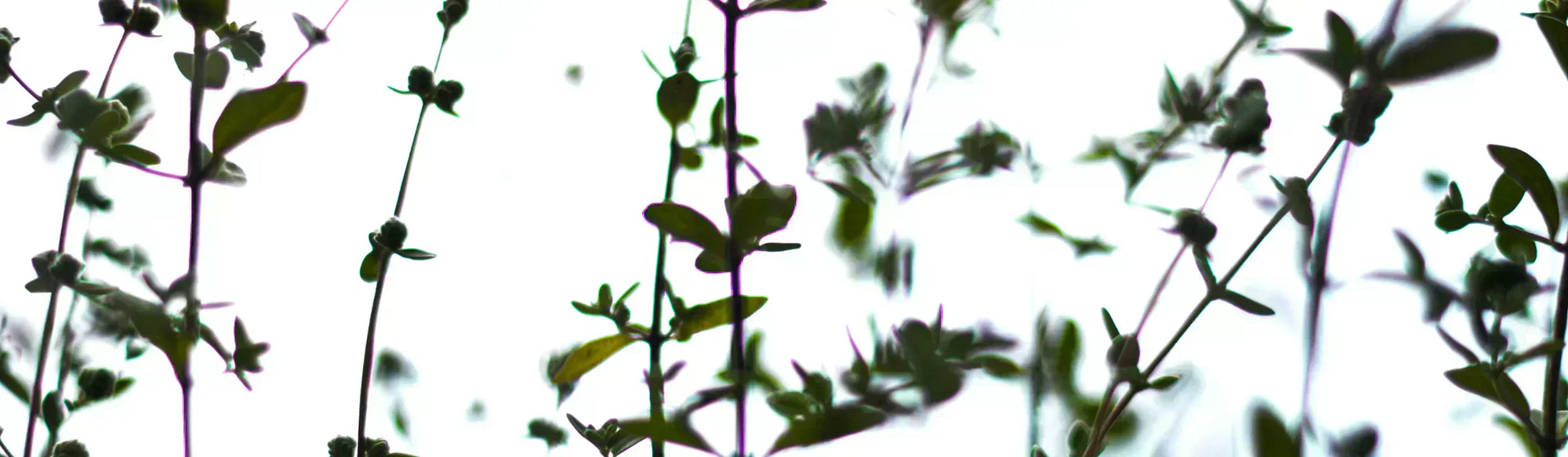 Origano