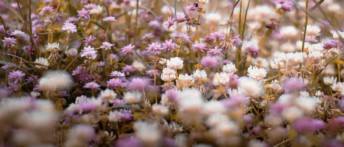 Fiori di Bach