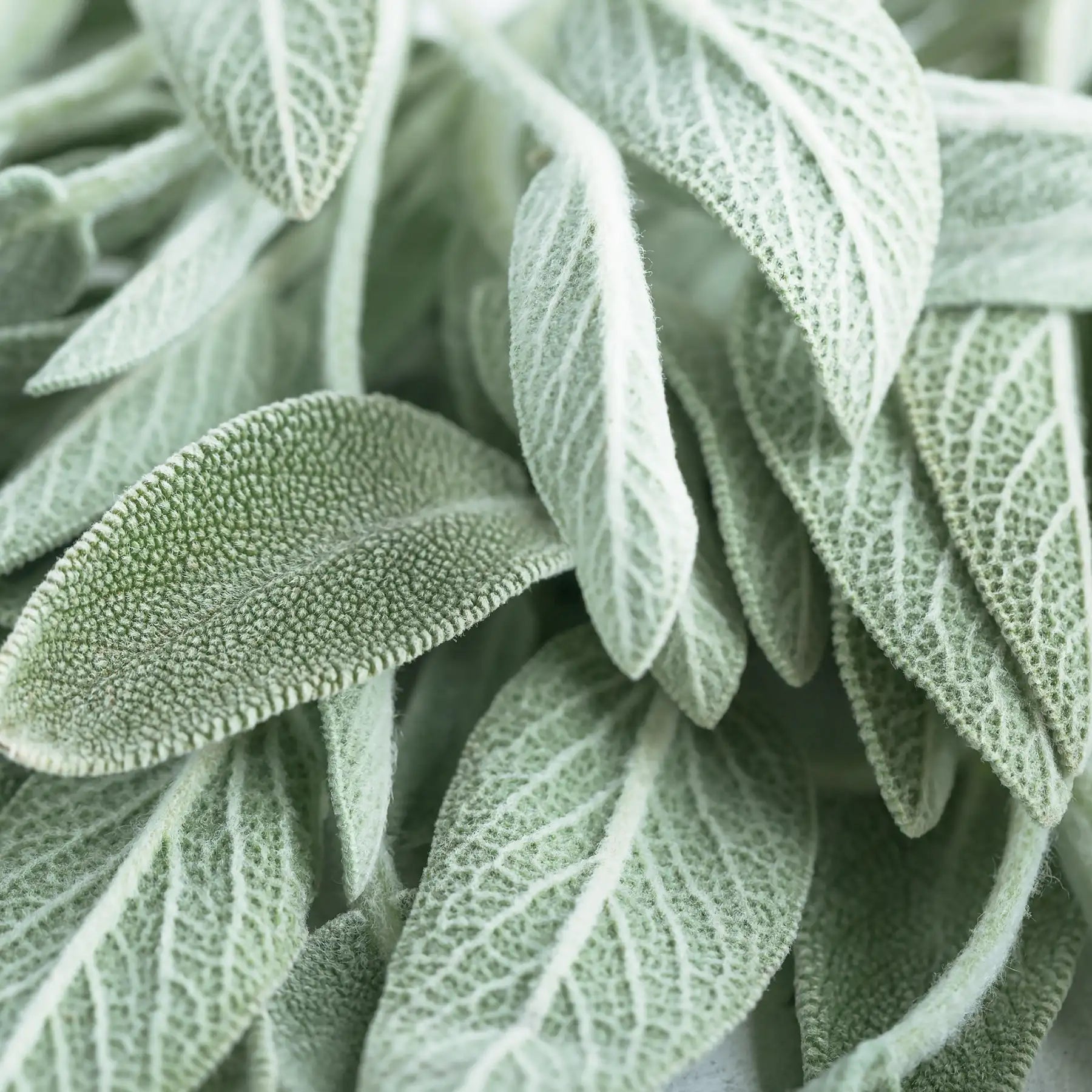Salvia