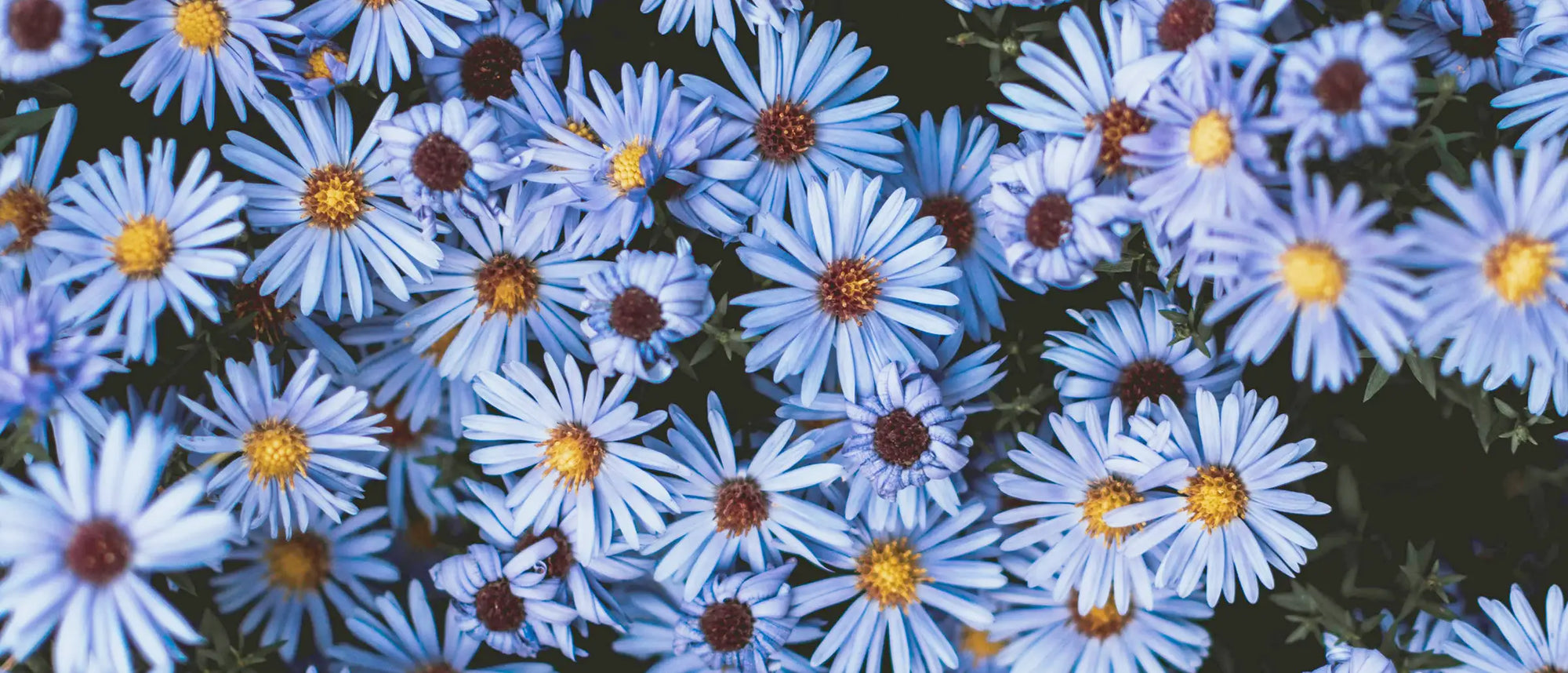Fiori di Bach