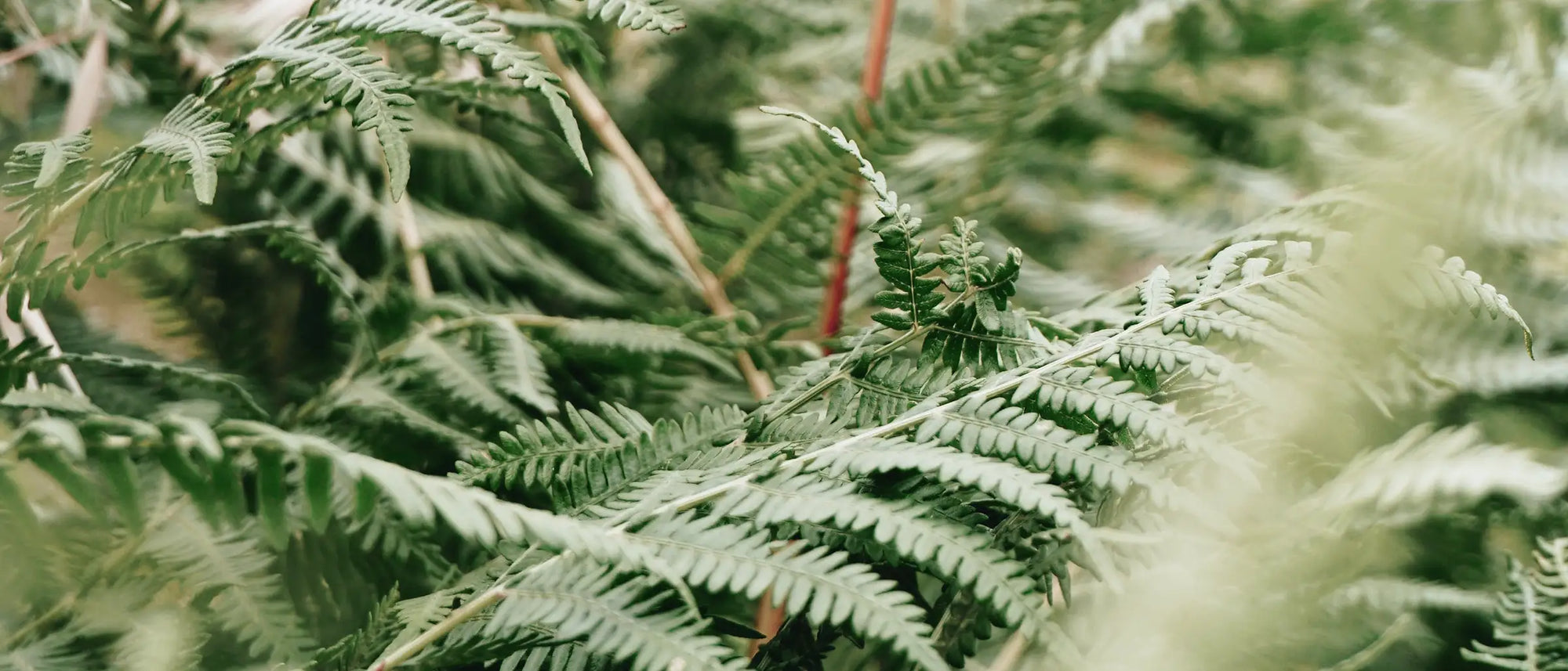 Oli essenziali naturali