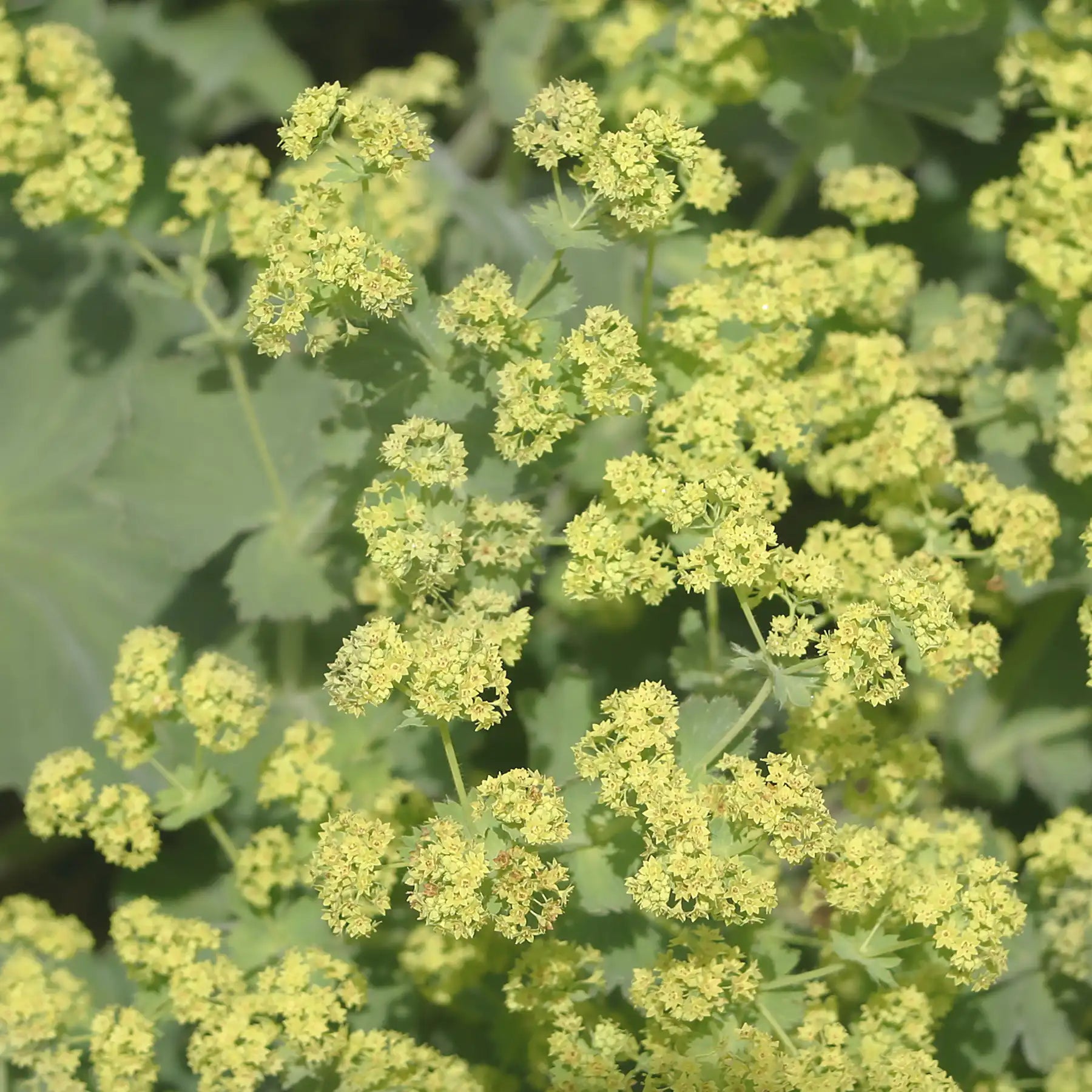 Tisana Alchemilla volgare parti aeree sfuse – Solimè