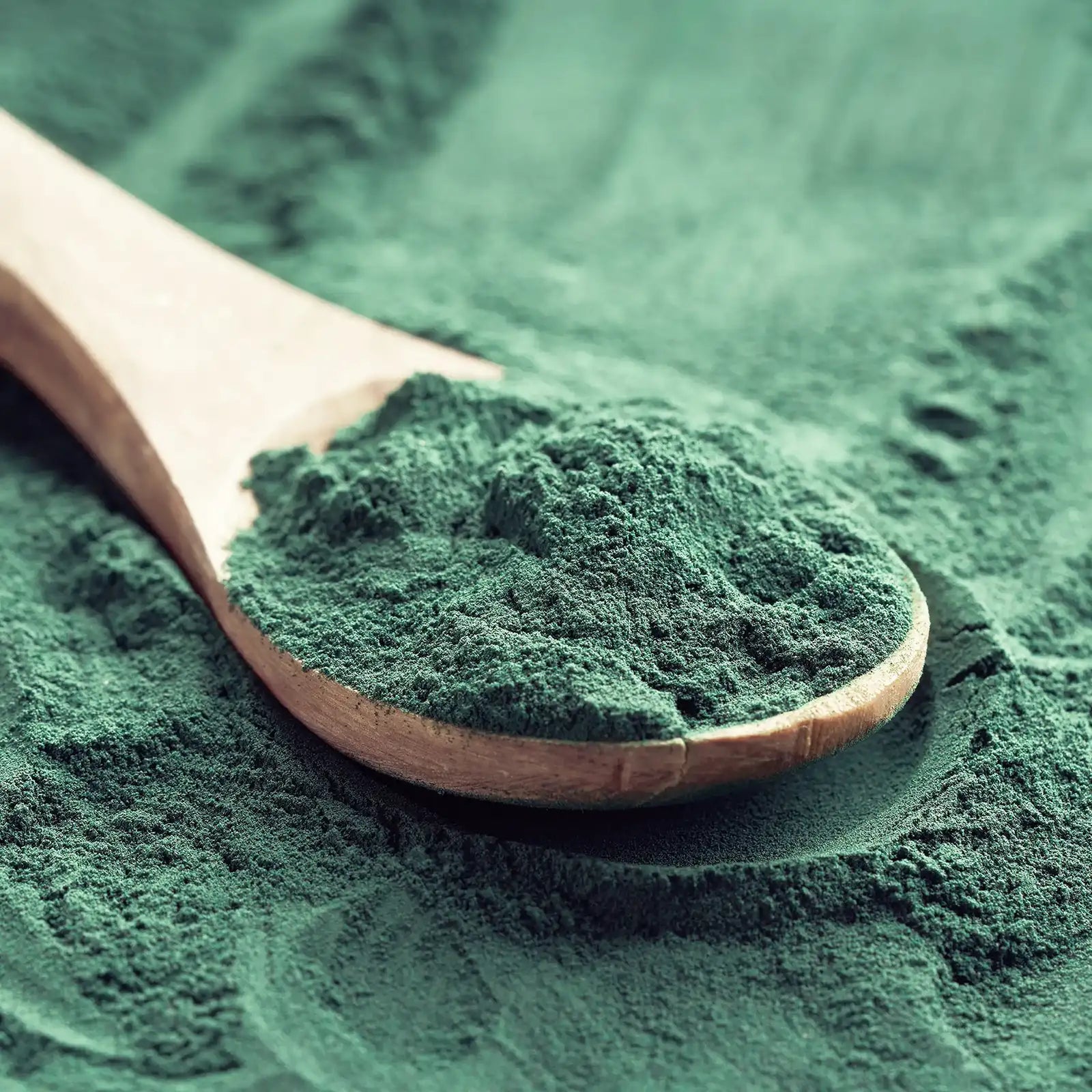Alga spirulina in polvere