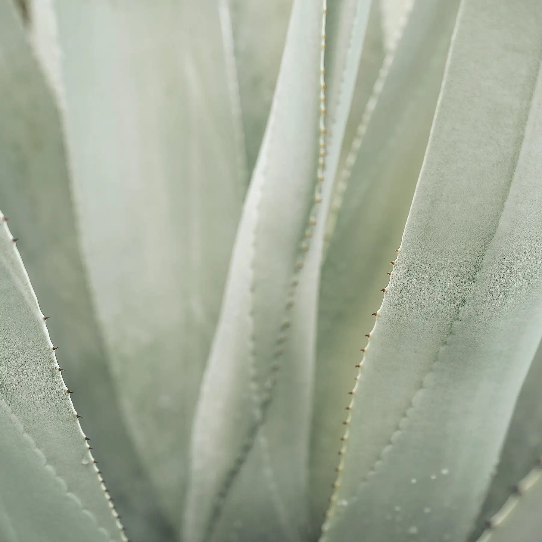Aloe pianta
