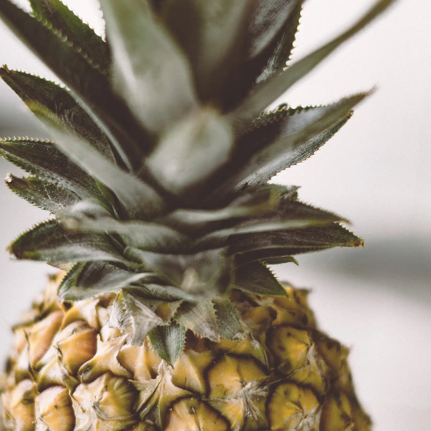 Ananas gambo