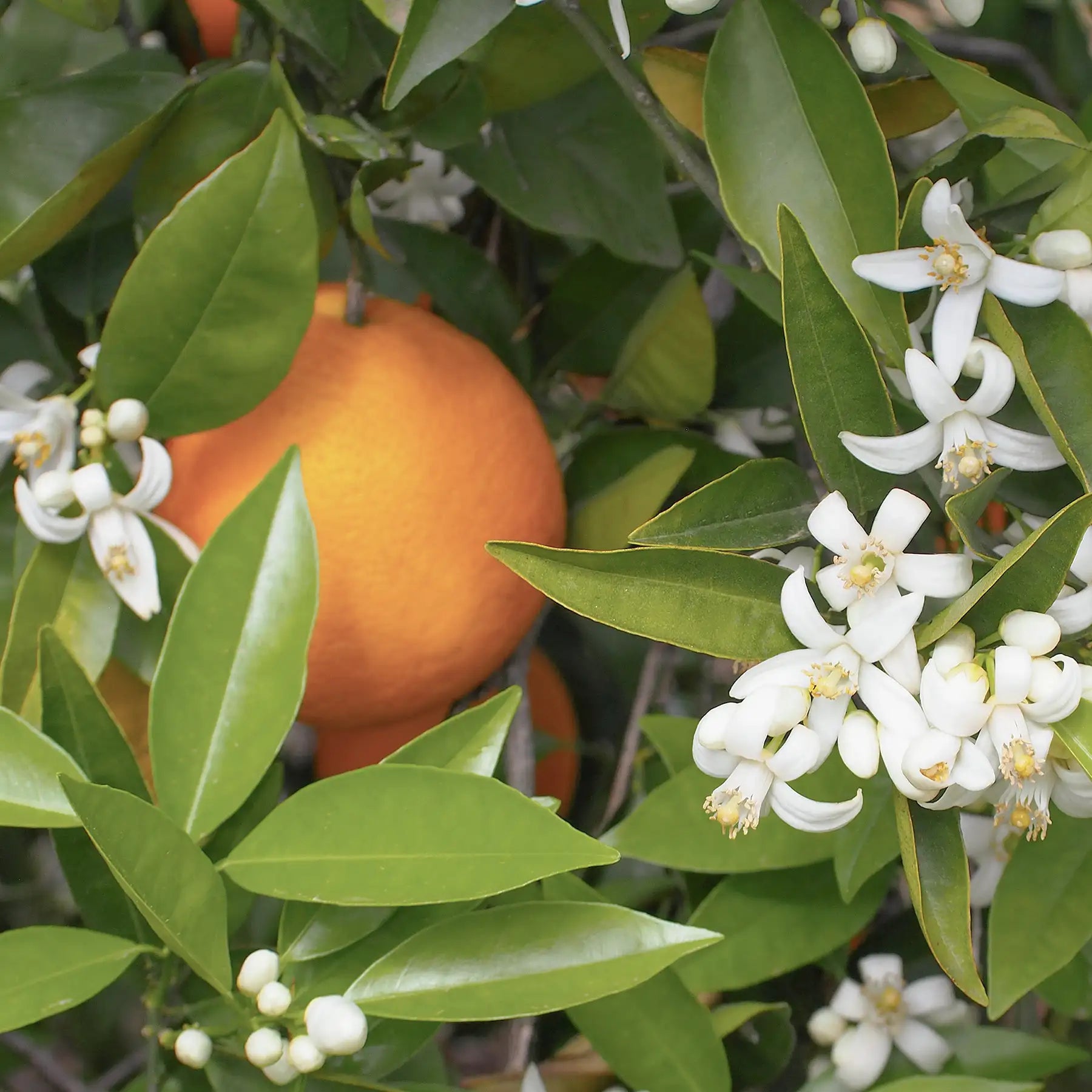 Arancio frutto e fiori