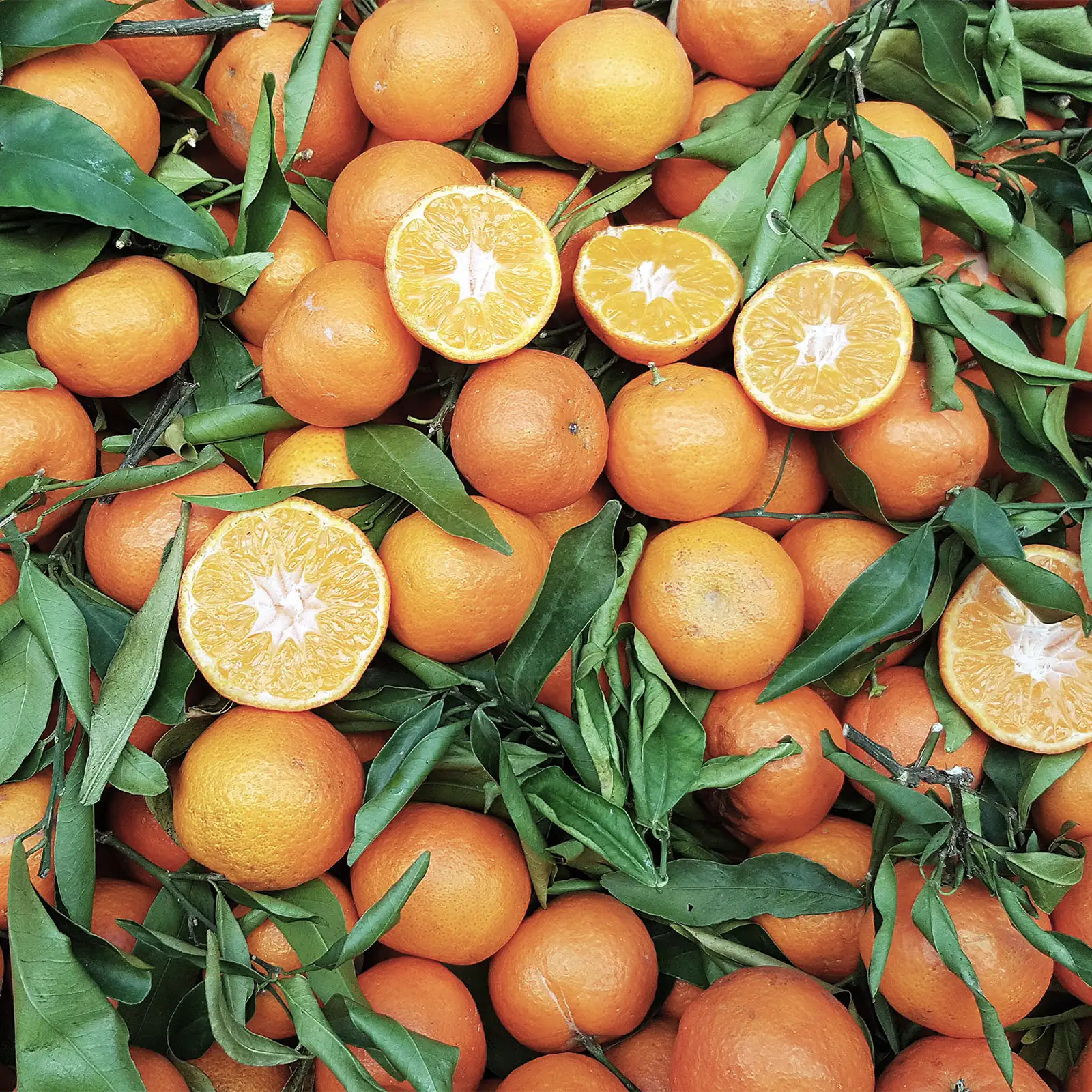 Arancio frutto