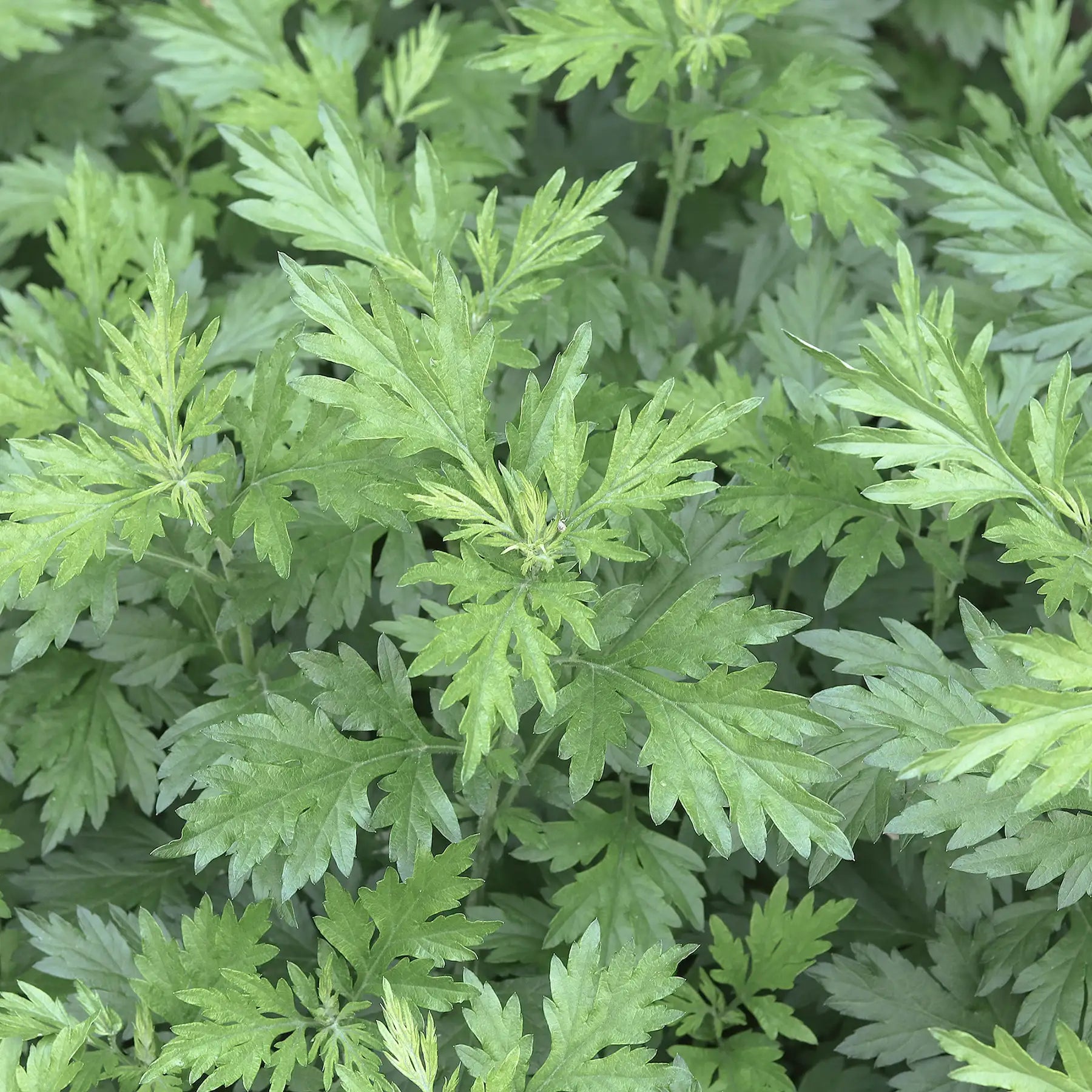 Artemisia pianta