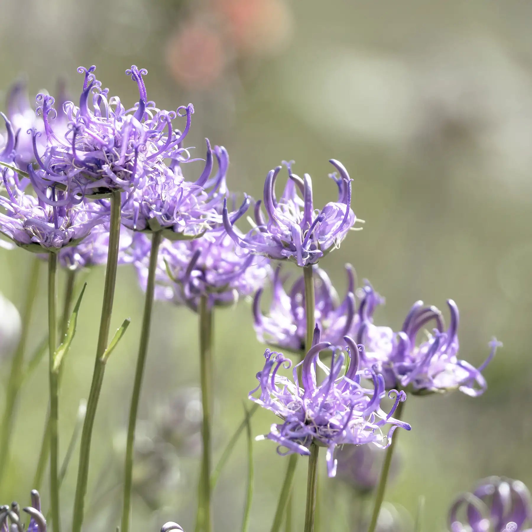 Artiglio del diavolo fiori