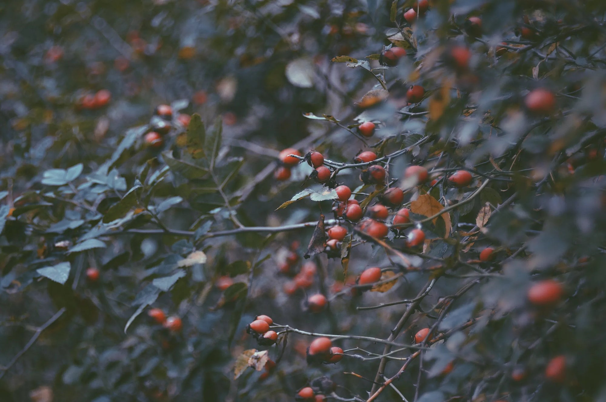 Solimè - Erboristeria, rimedi naturali, cosmetica funzionale