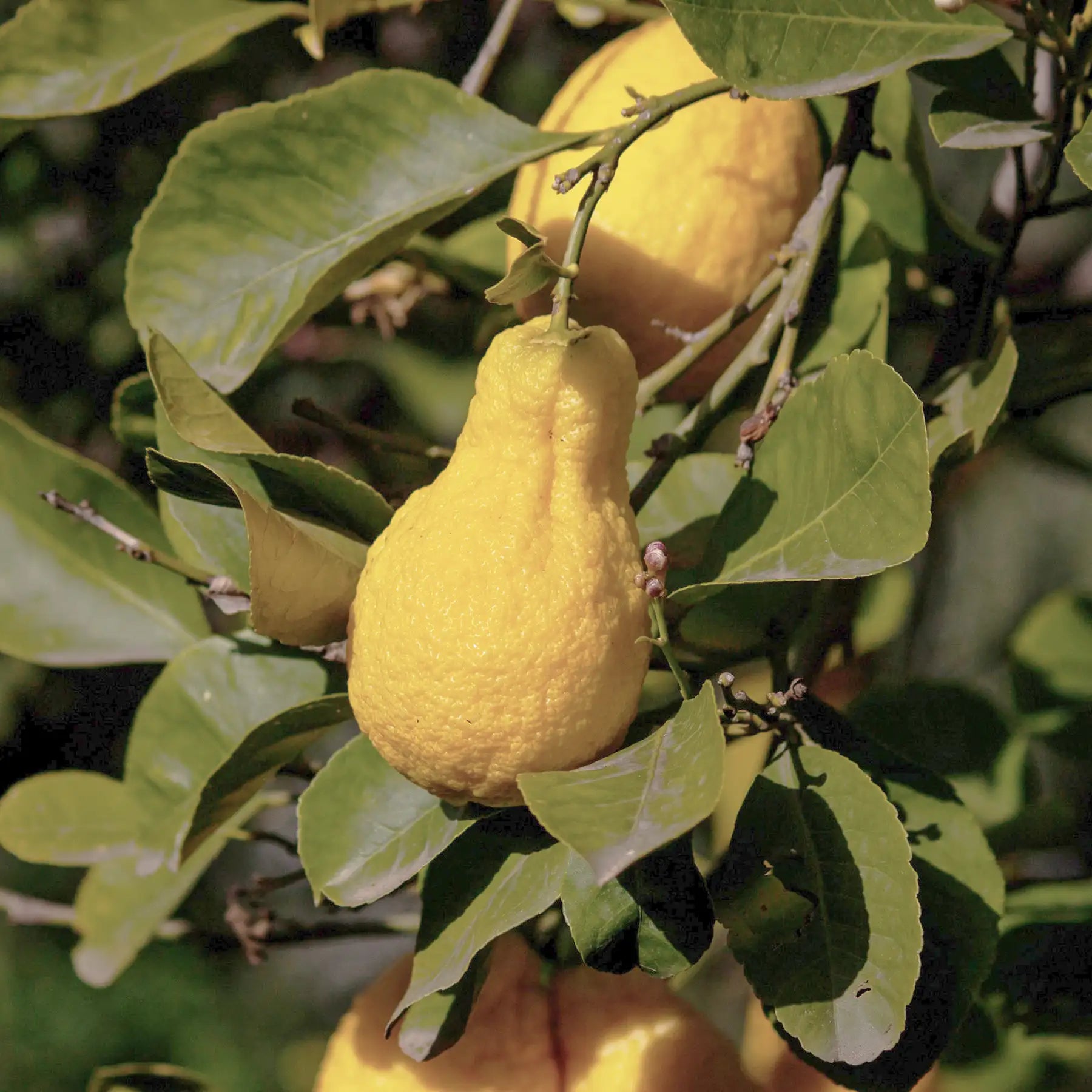 Cedro frutto