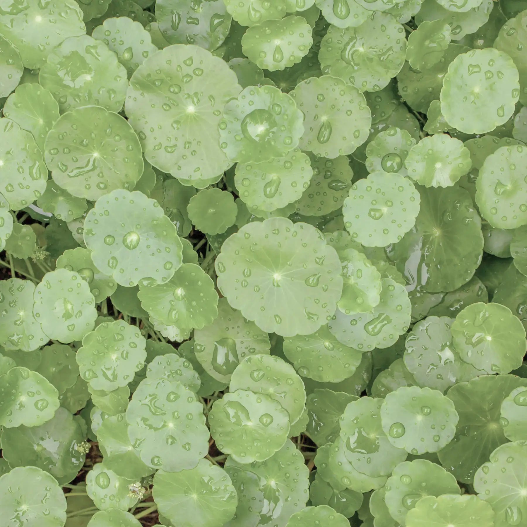 Centella asiatica pianta