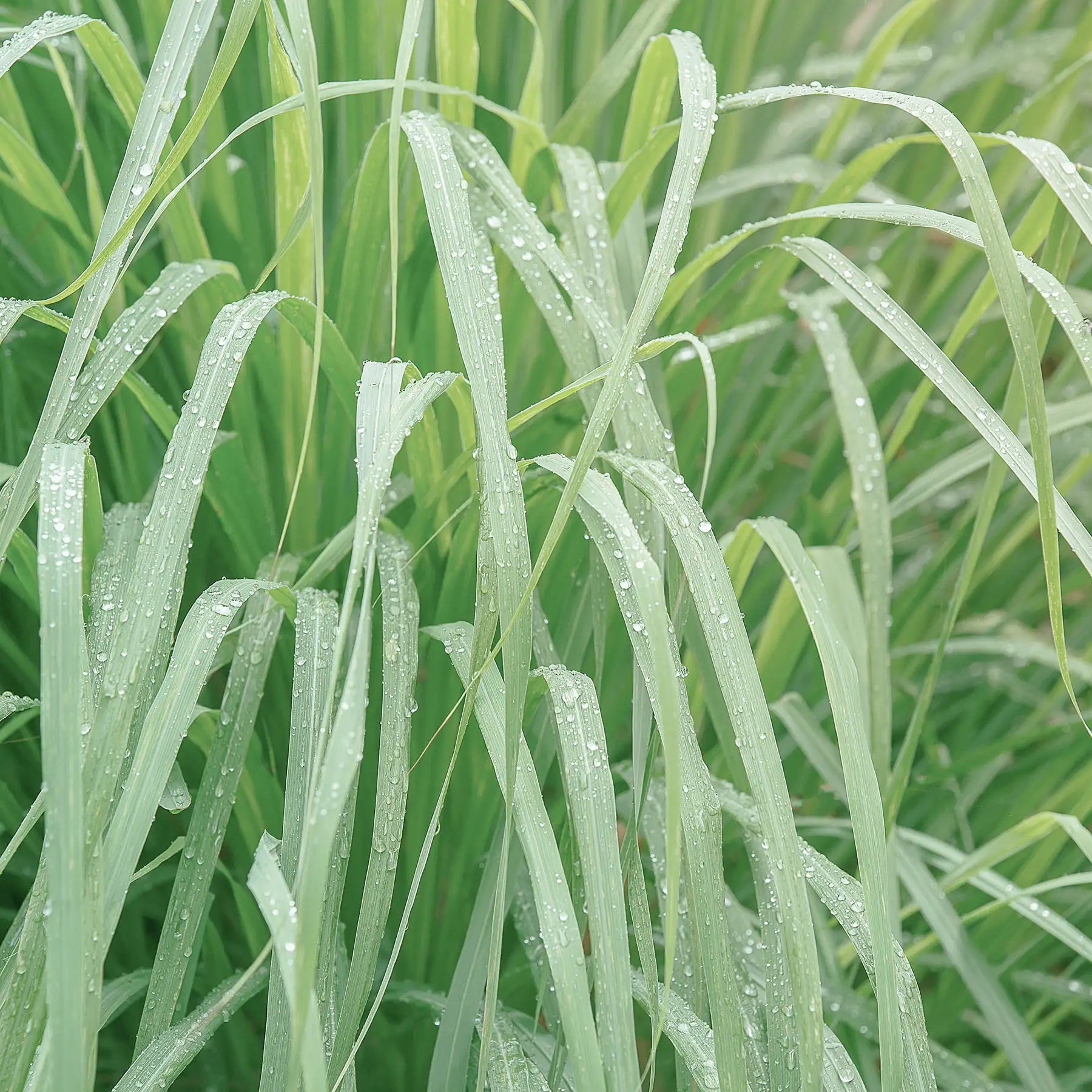 Citronella pianta